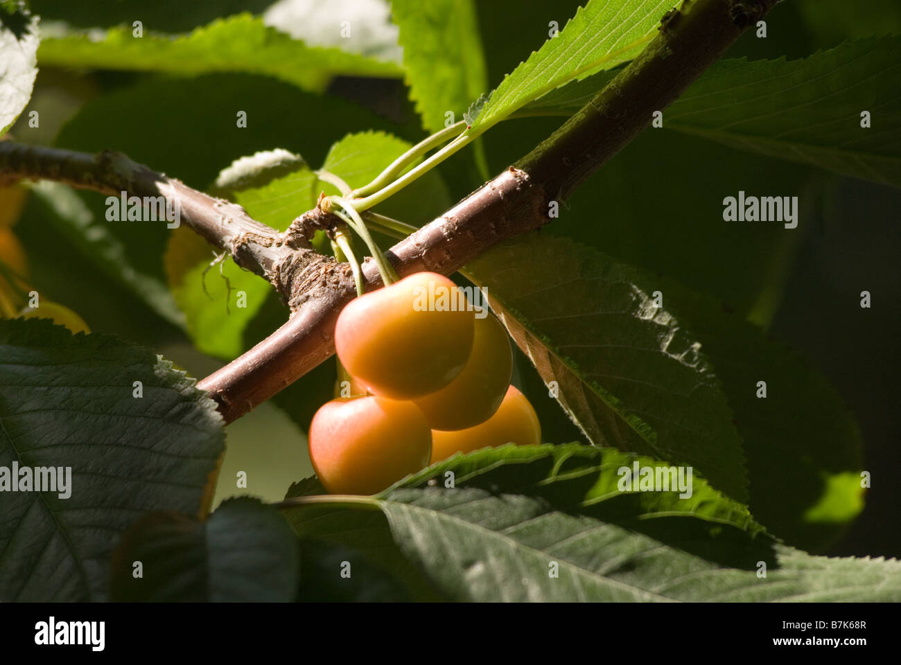 Rainier cherries, a hybrid between Bing and Van cherries, Okanagan