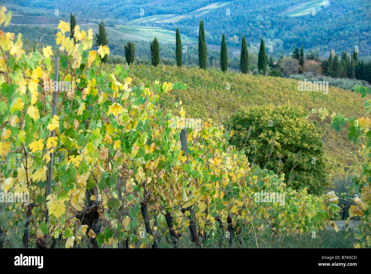 Chianti vineyards with cypress row Stock Photo