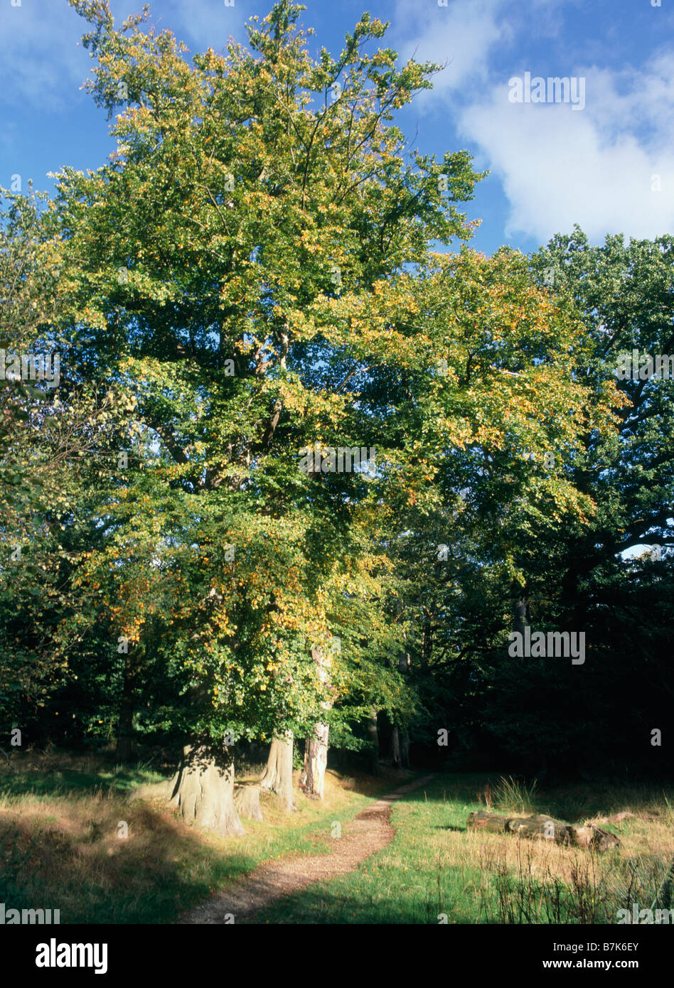 National Trust Golden Valley Beech tree Path Scenics & landscapes