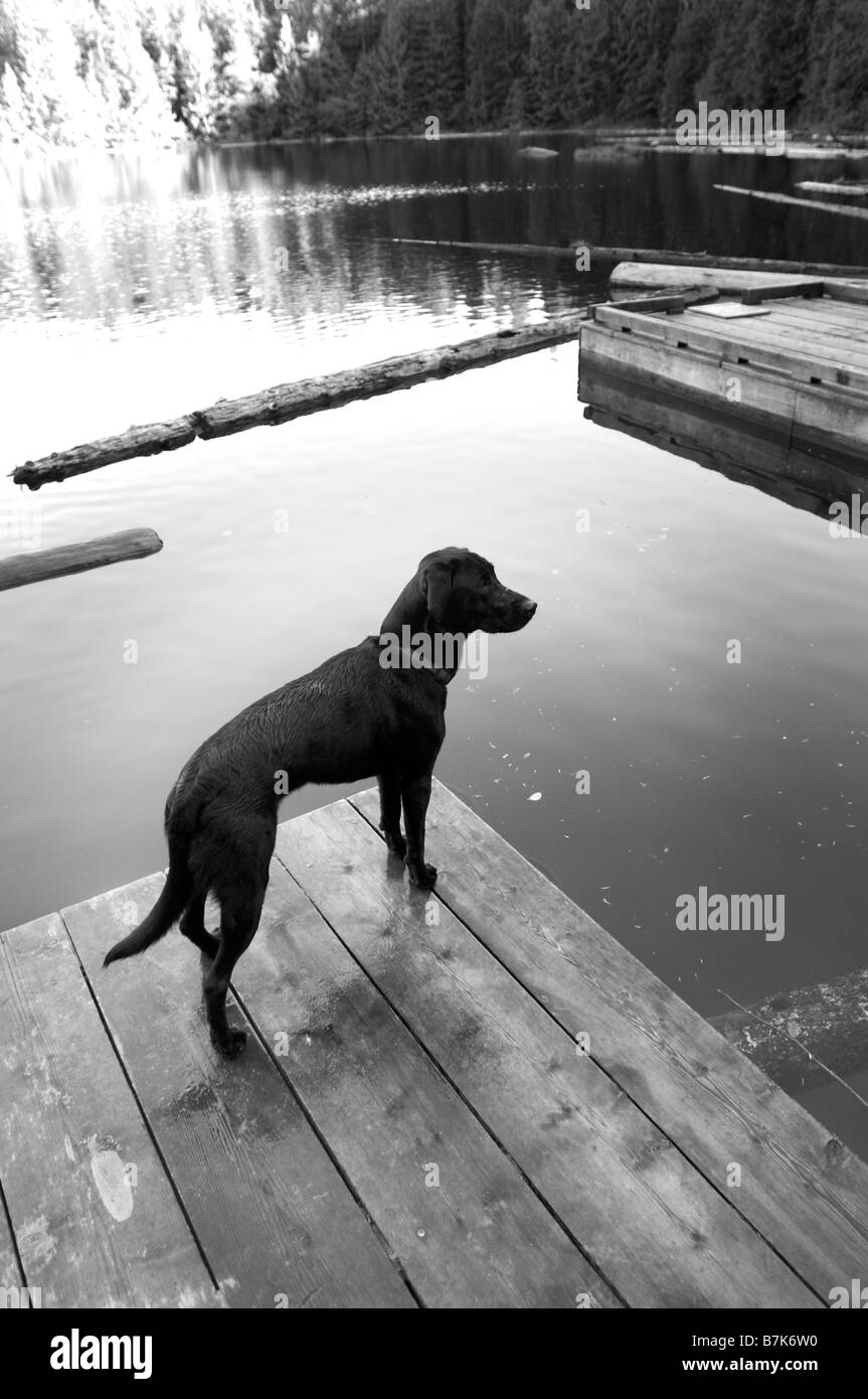 A dog waits on the swimming dock at Cat Lake north of Squamish British Columbia Canada Stock Photo