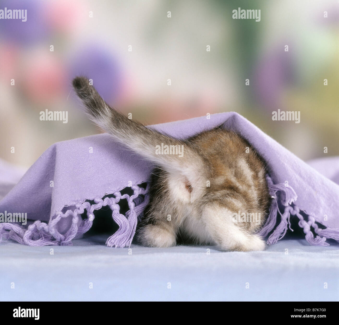 British Shorthair cat kitten under blanket Stock Photo - Alamy British Shorthair cat kitten under blanket Stock Photo - Alamy