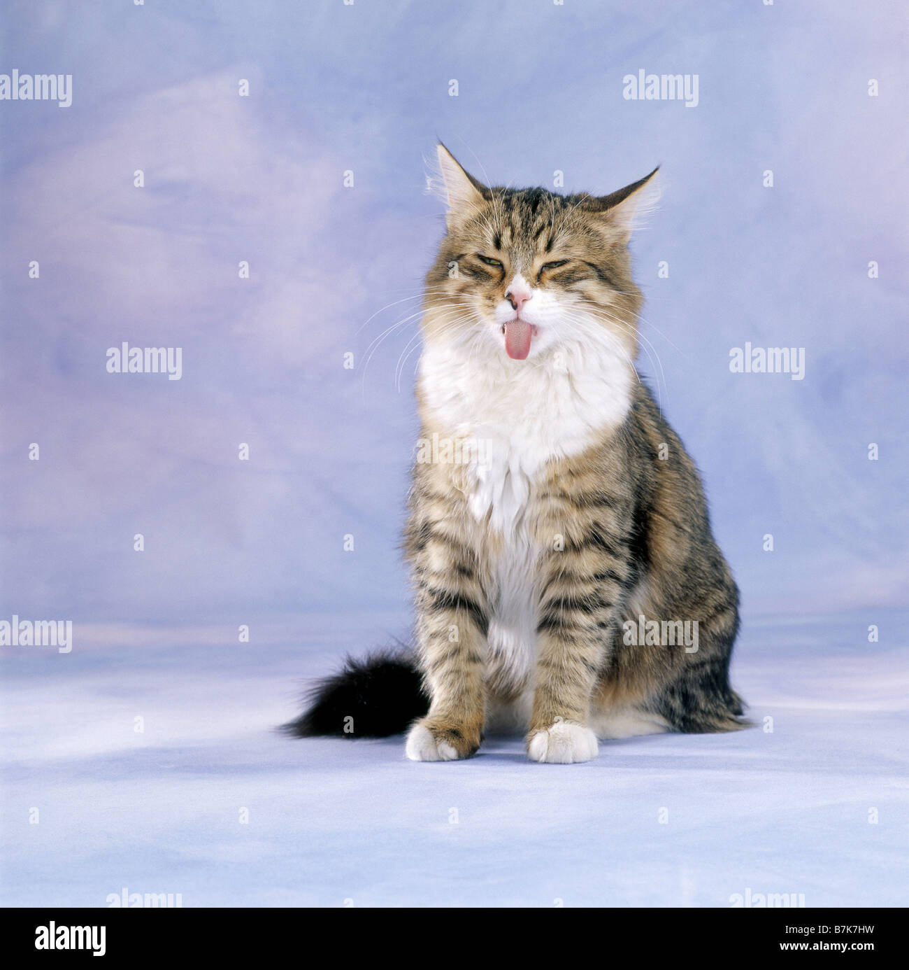 domestic cat - sitting sticking out tongue Stock Photo