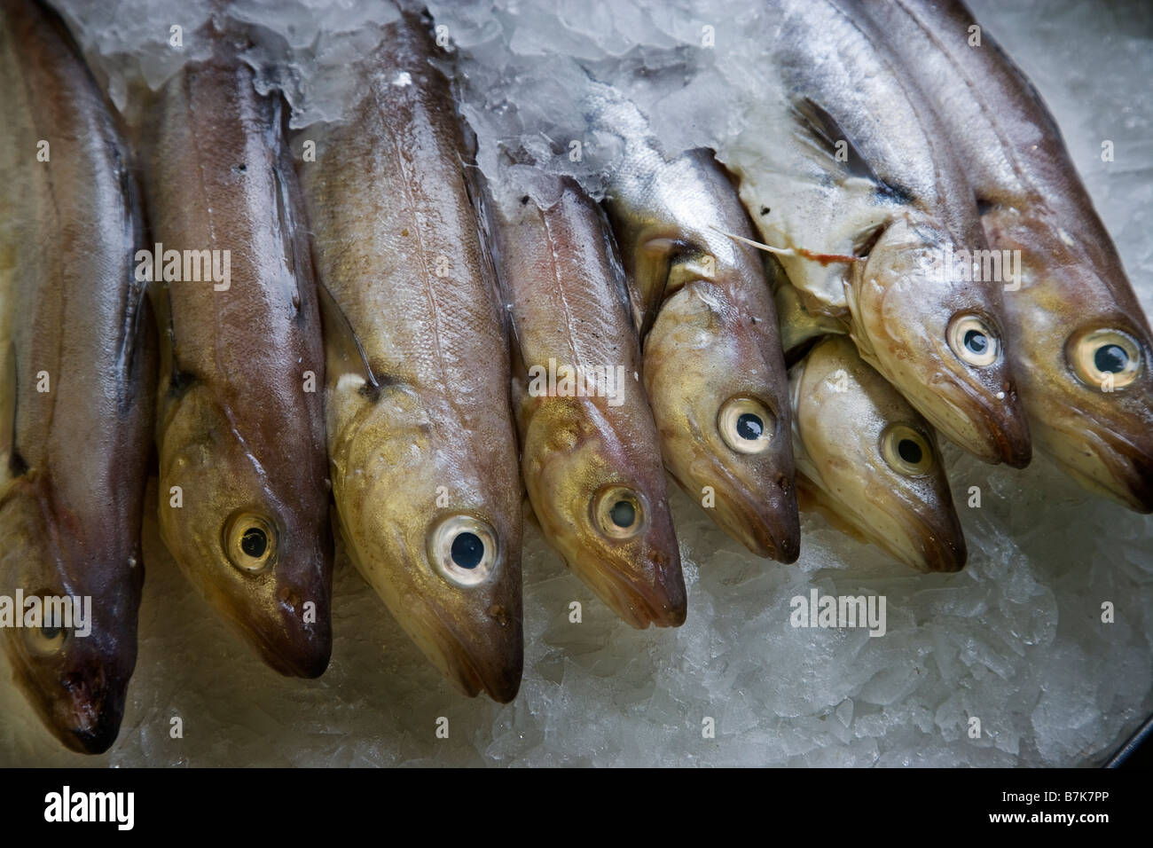 Whiting in ice on a fishmonger's slab in Hastings Sussex UK Stock Photo