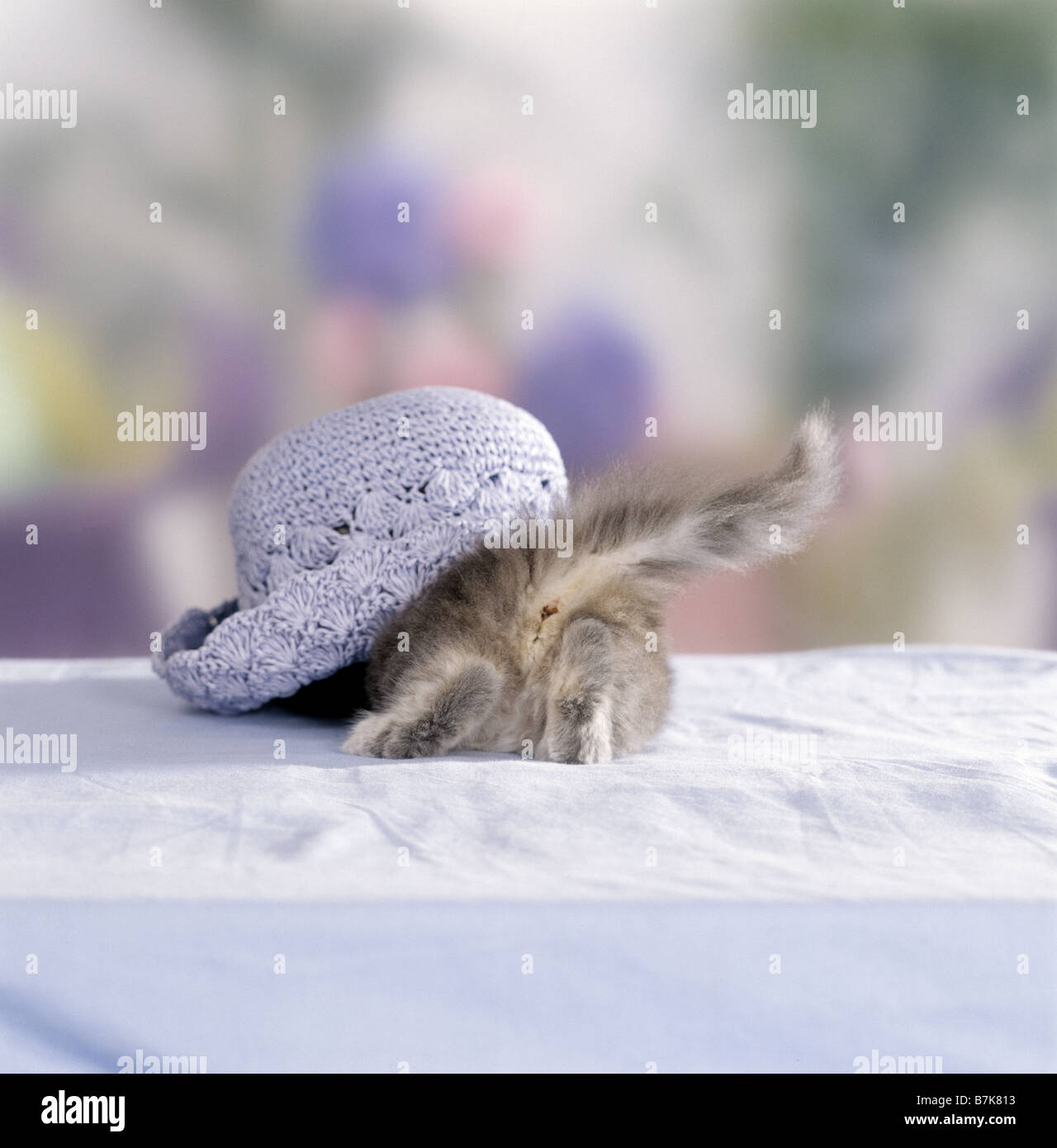 Britsh Shorthair cat - kitten under hat Stock Photo
