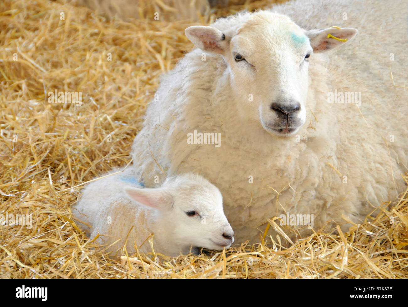 Ewe and her newborn, Surrey, UK Stock Photo