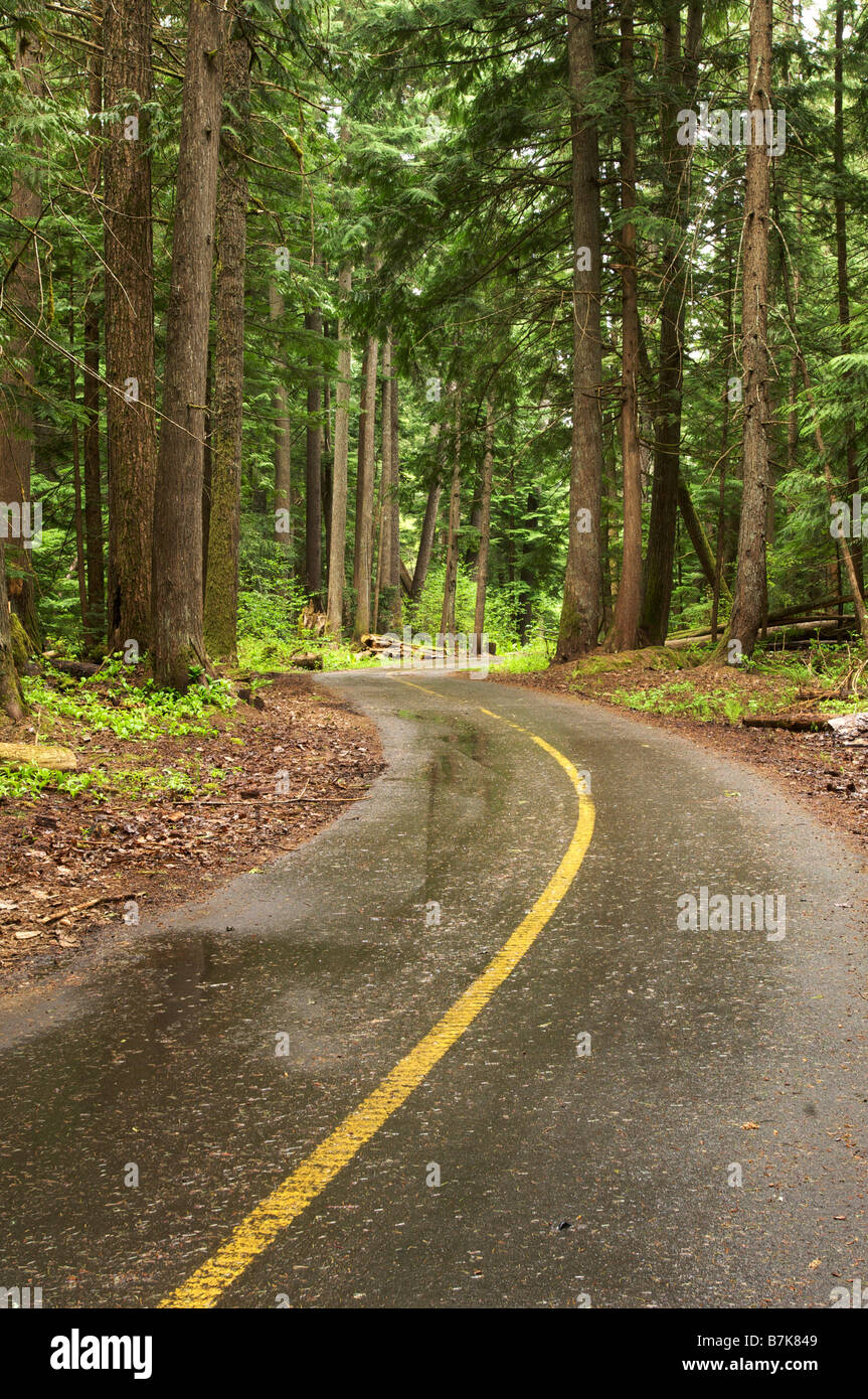 A winding trail through the forest. Whistler BC, Canada Stock Photo - Alamy