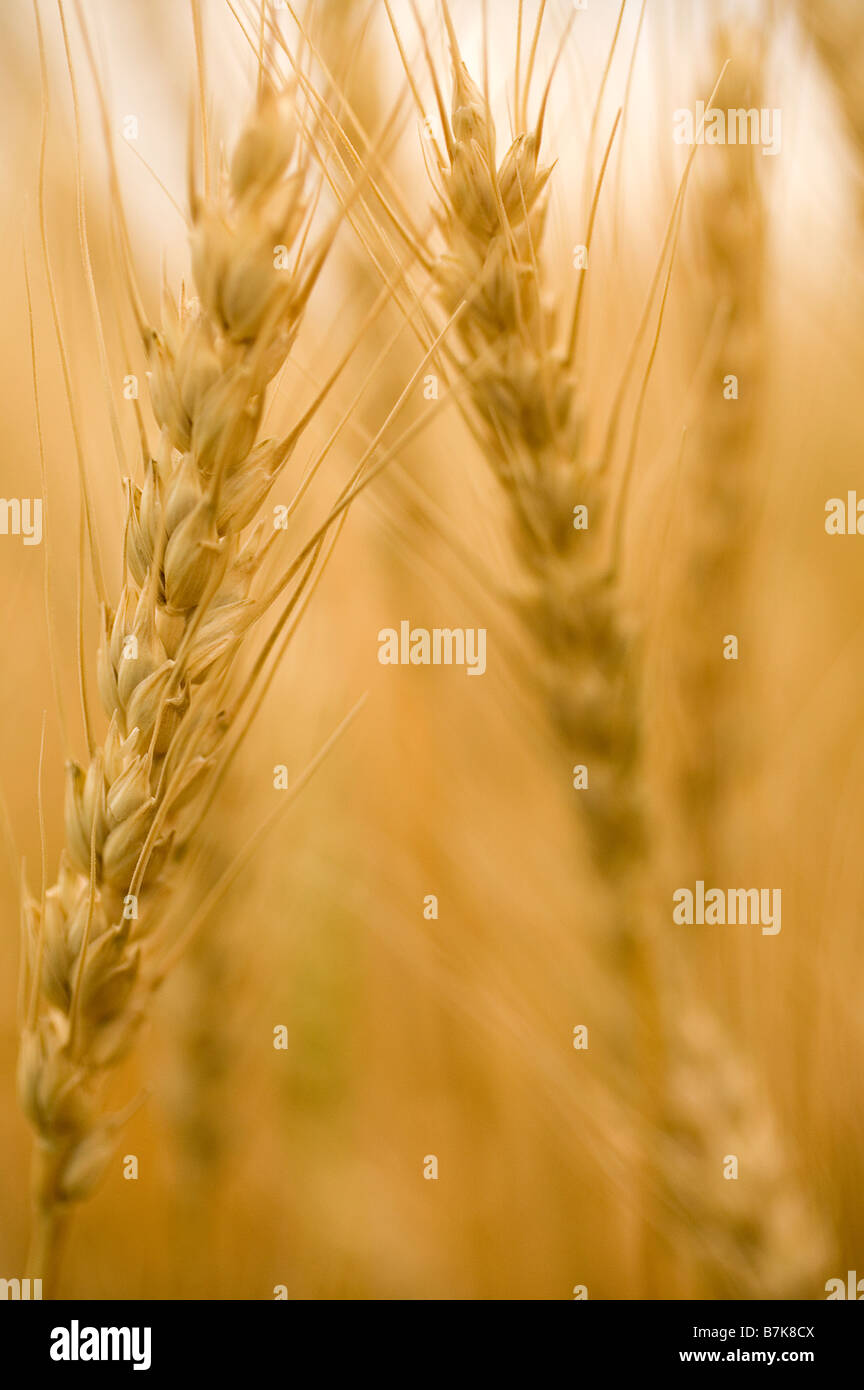 Wheat shafts hires stock photography and images Alamy