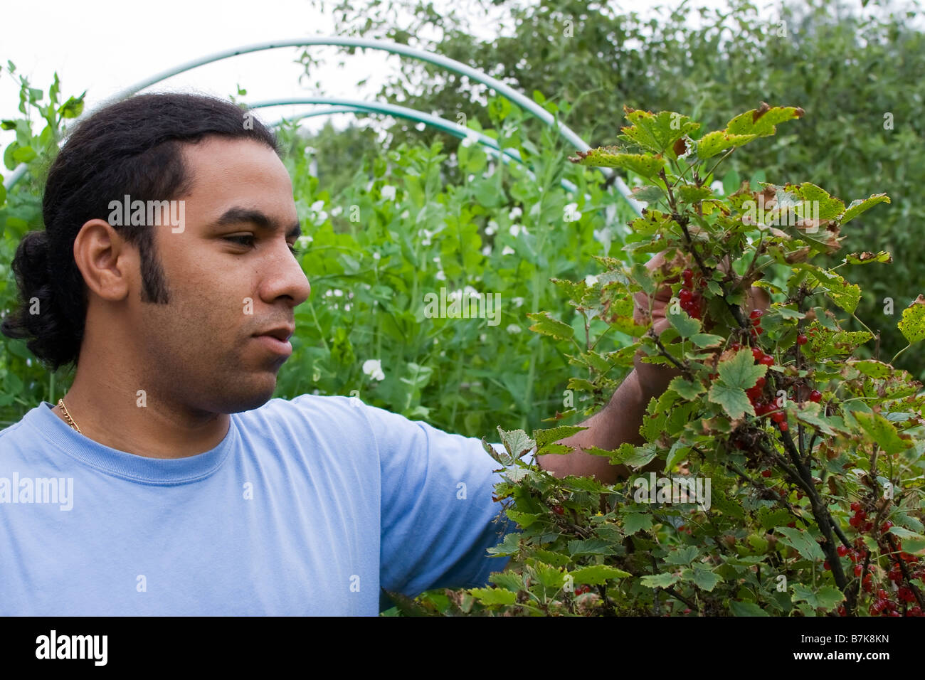 Agriculture student checking a wild berry plant, Peas plant as background Stock Photo