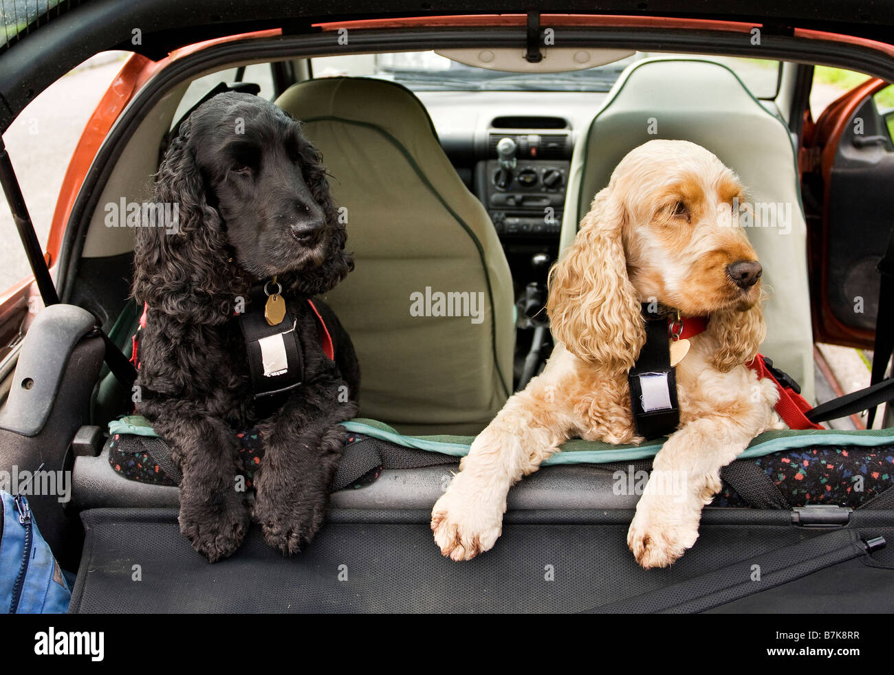 black and golden Cocker Spaniel dogs in back of car Stock Photo