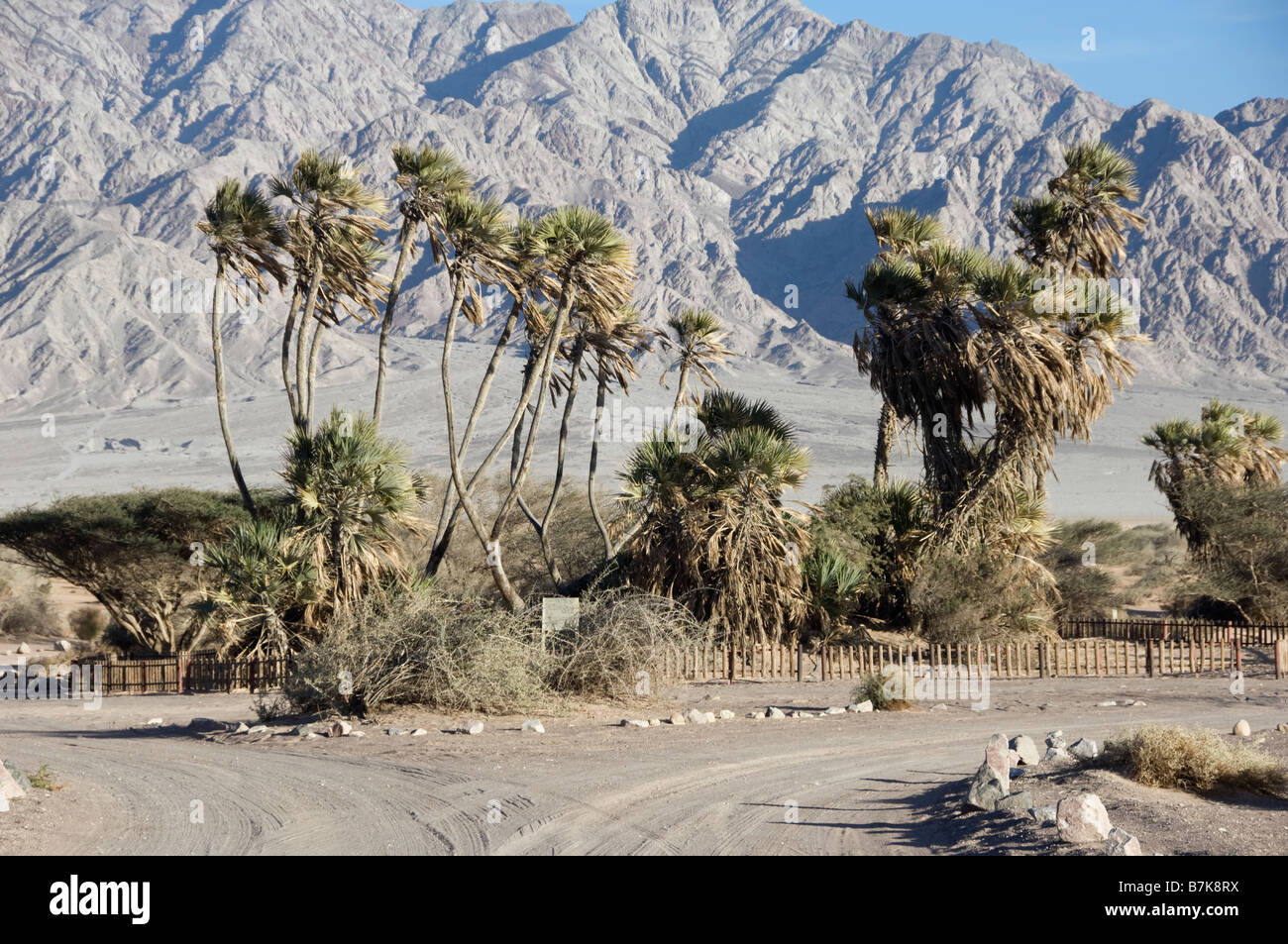 Doum Palms near Eilat Stock Photo
