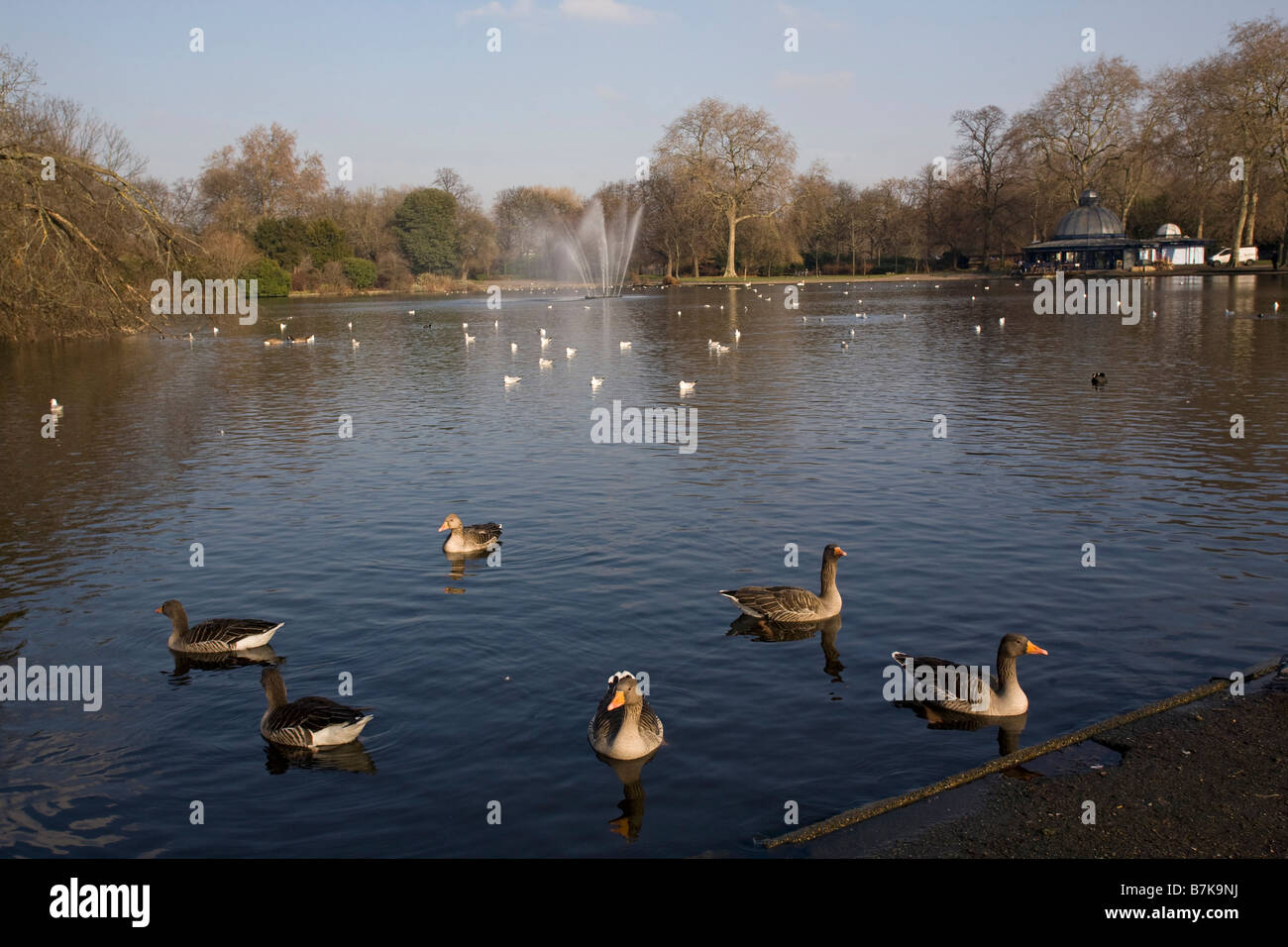 Greylag geese on lake in Victoria Park East London GB UK Stock Photo