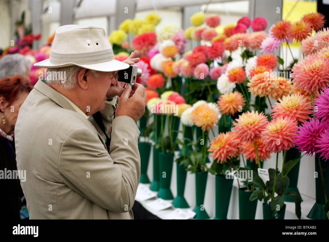 A visitor to the Shrewsbury Flower Show in Shropshire, UK, photographs the display of Chrysanthemums Stock Photo