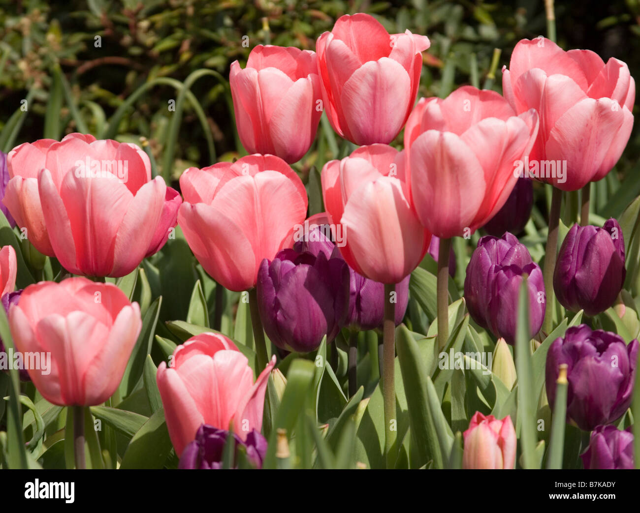 Tulip China Pink Stock Photo Alamy