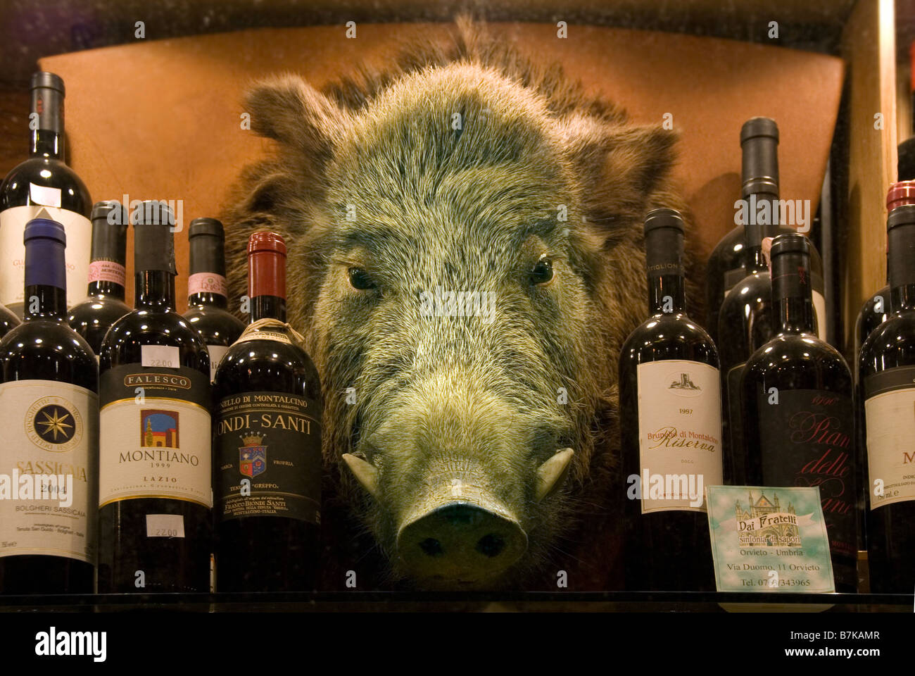 Boar's head in a wine shop in Orvieto Italy Stock Photo Alamy