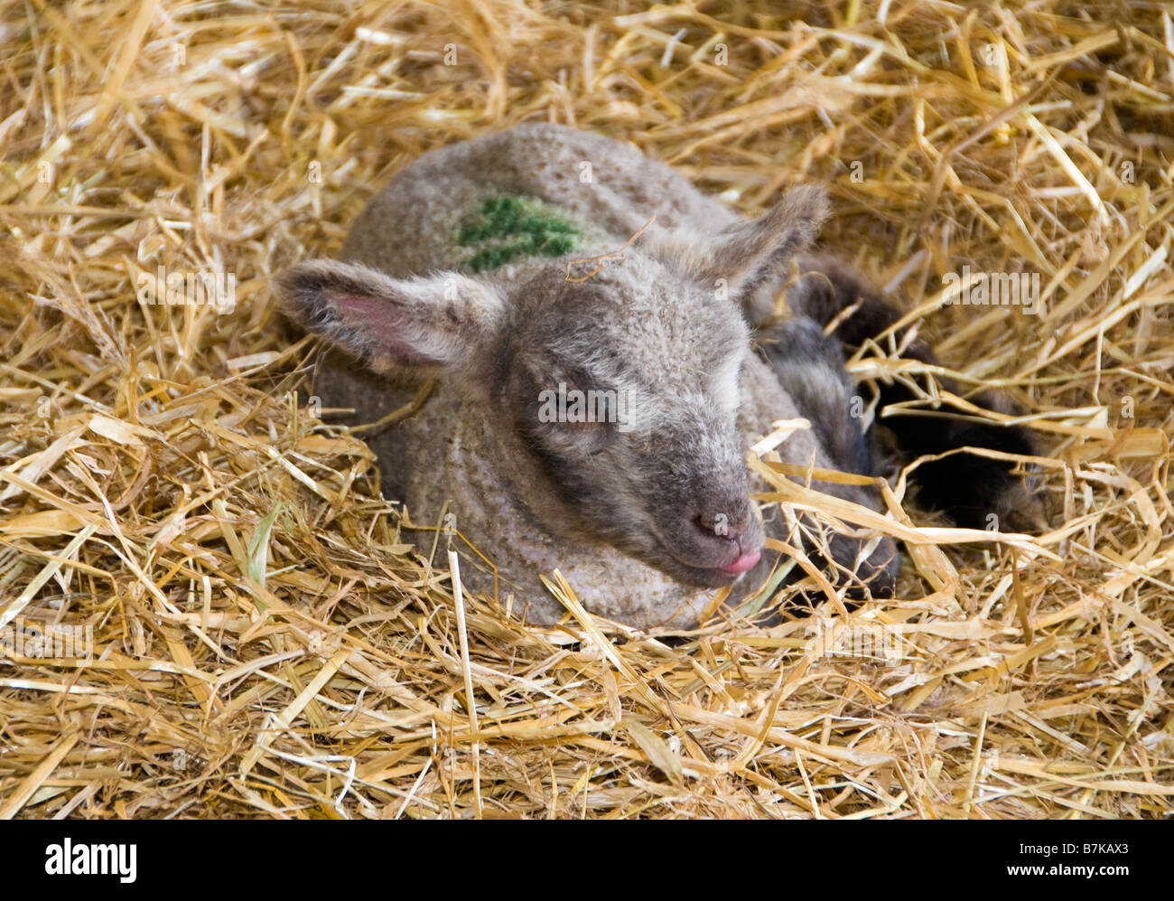 Newborn lamb on the farm, Surrey, UK Stock Photo Alamy