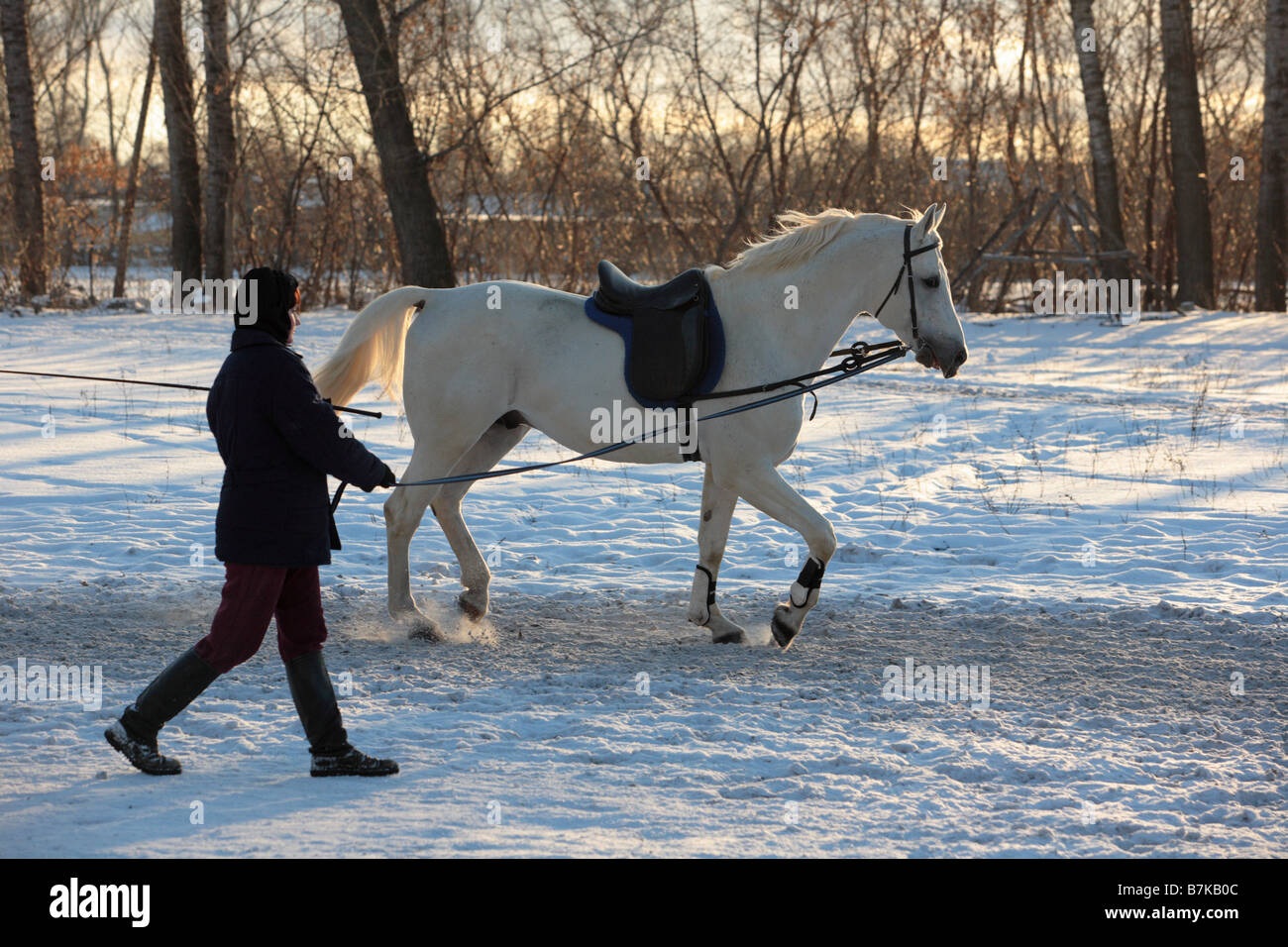 Woman with white arabian horse taking a walk Stock Photo