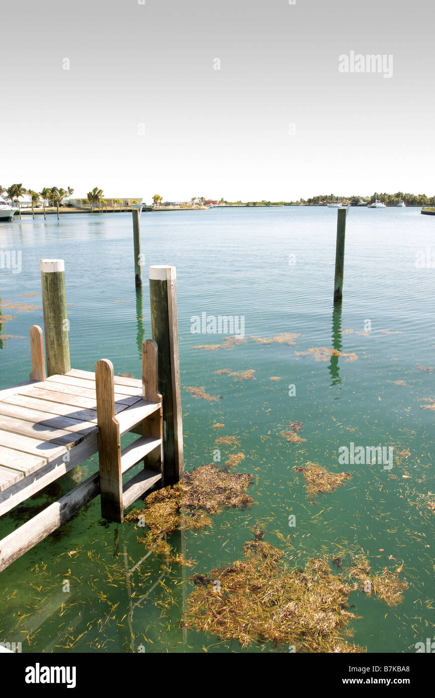 Weed dock hi-res stock photography and images - Alamy