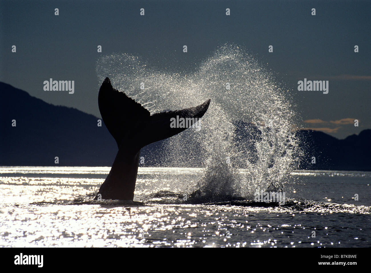 Humpback whale tail hi-res stock photography and images - Alamy