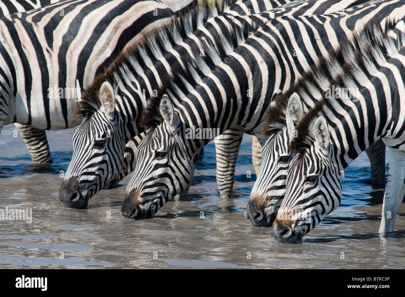 Zebras drinking Stock Photo