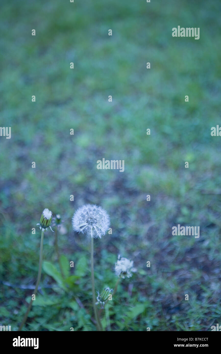 Seed Head of Dandelion Stock Photo