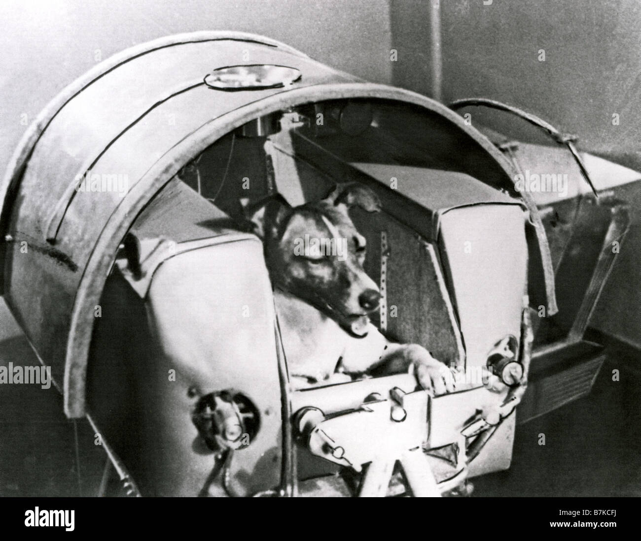 LAIKA was the first dog is space aboard Russia s SPUTNIK 2 in Ocober 1957 Stock Photo