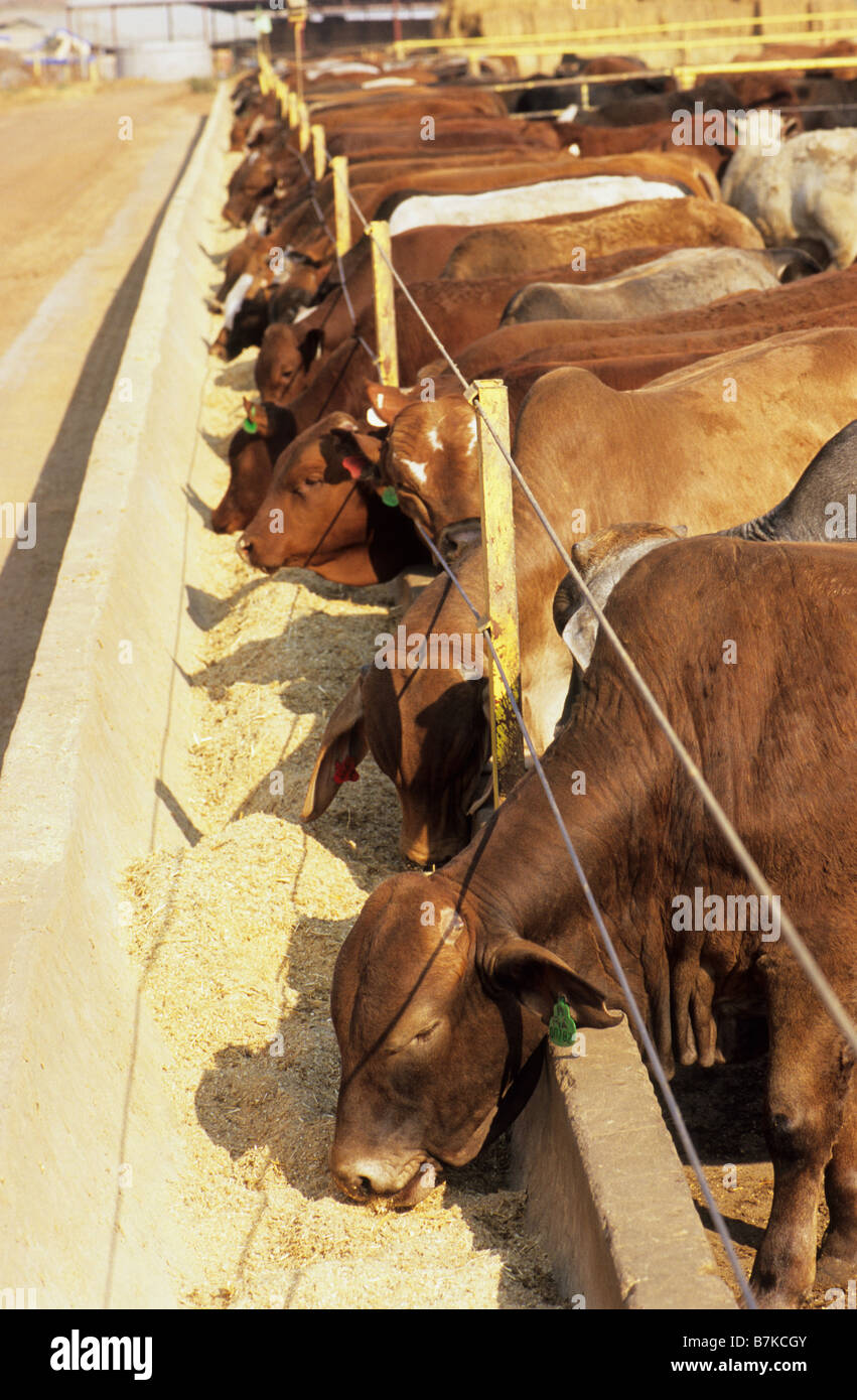 Cattle feedlot african hires stock photography and images Alamy