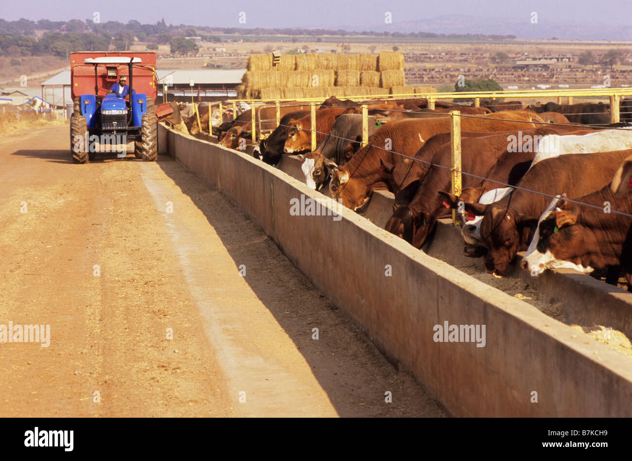 Magaliesburg Gauteng South Africa Tractor Dispensing Cattle Feed Into Through Commercial