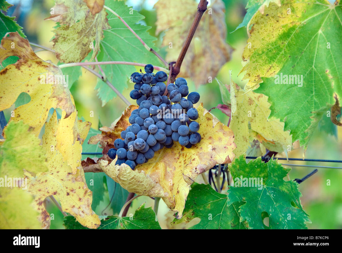 Bunch of grapes ready to be picked in Chianti Italy Stock Photo Alamy
