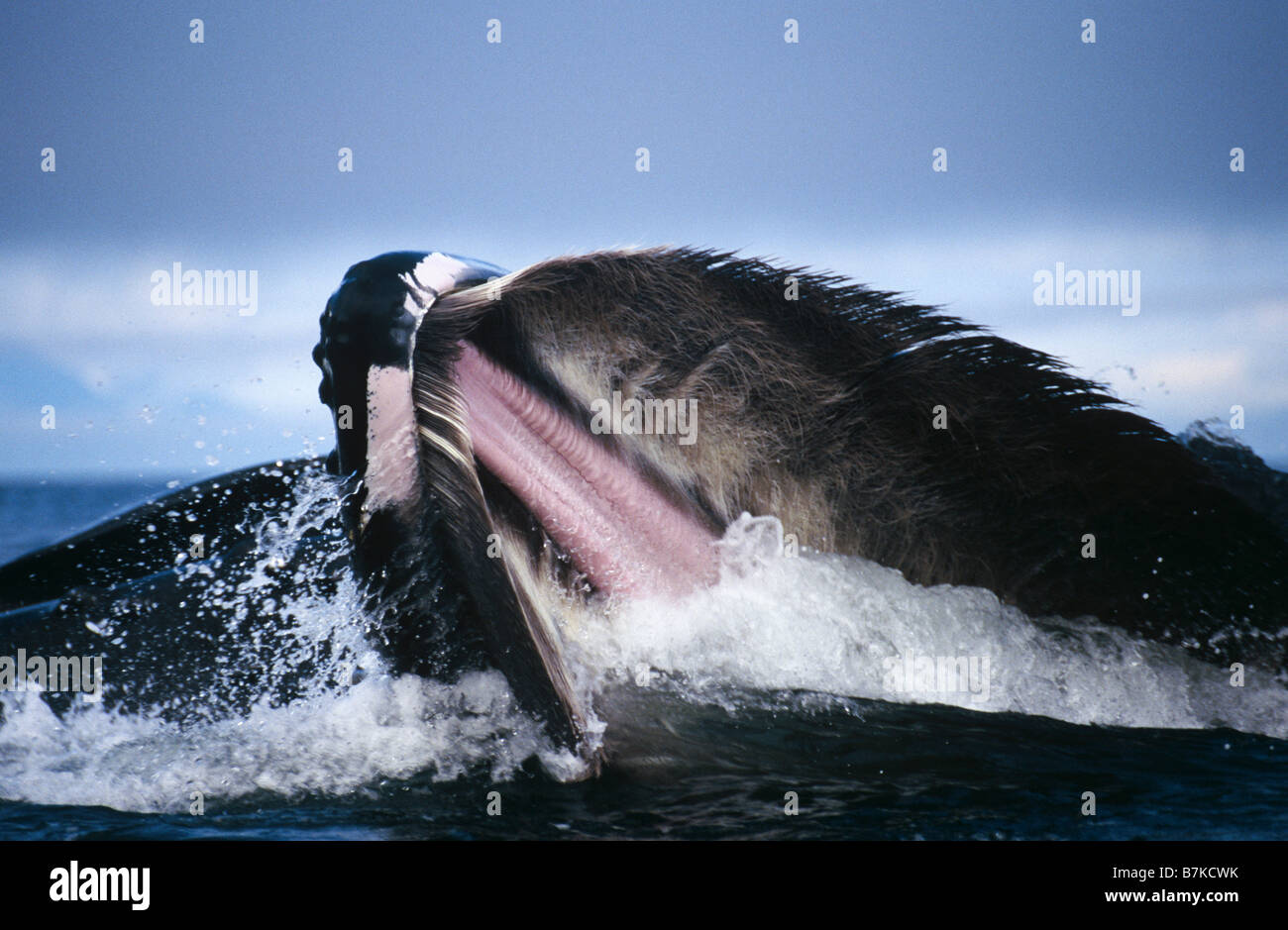 Humpback Whale lunge feeding, Chatham Strait, Southeast Alaska Stock Photo