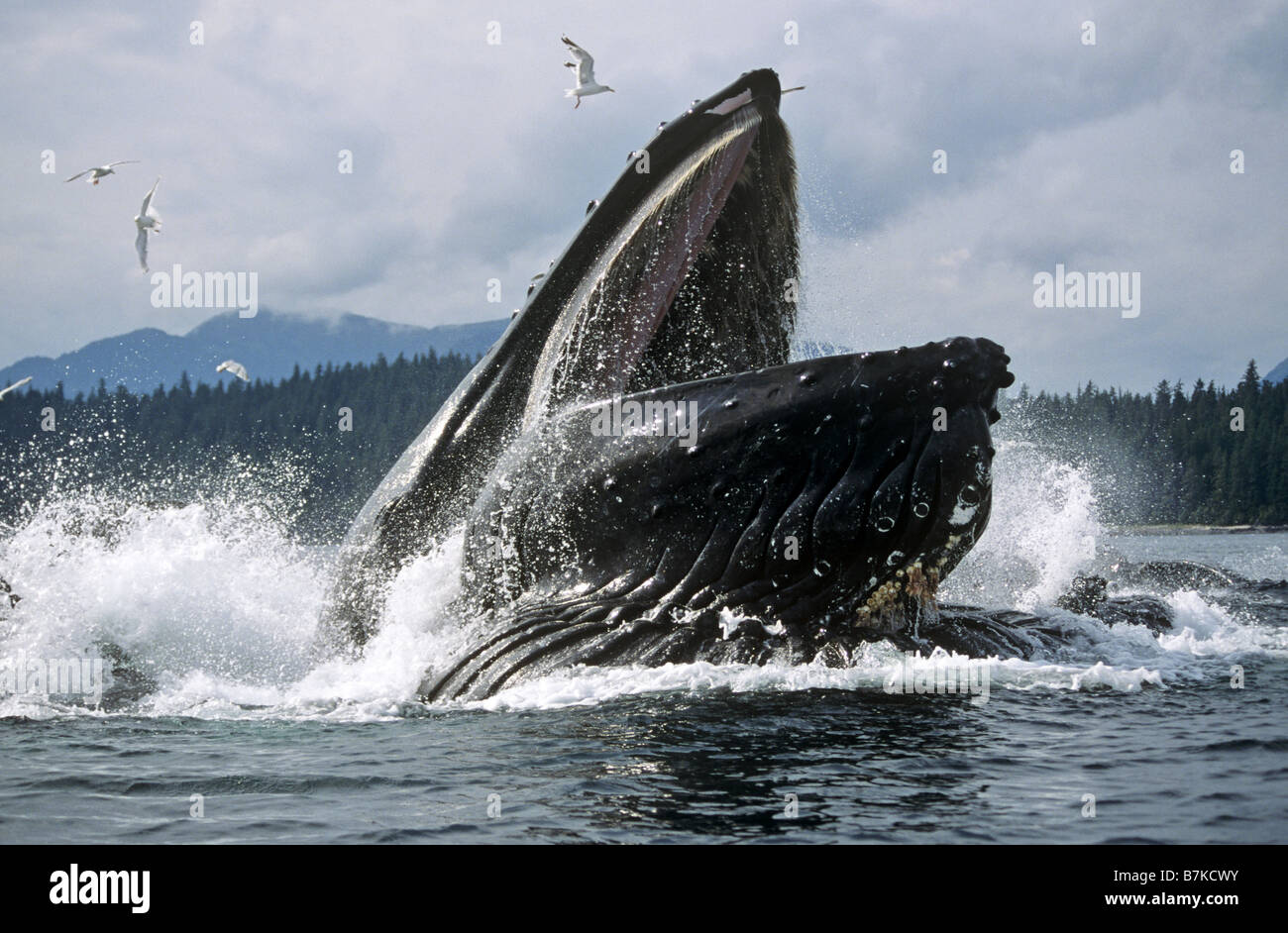 Humpback whale lunge feeding, Iyoukeencove, Chatham Strait, Southeast Alaska Stock Photo