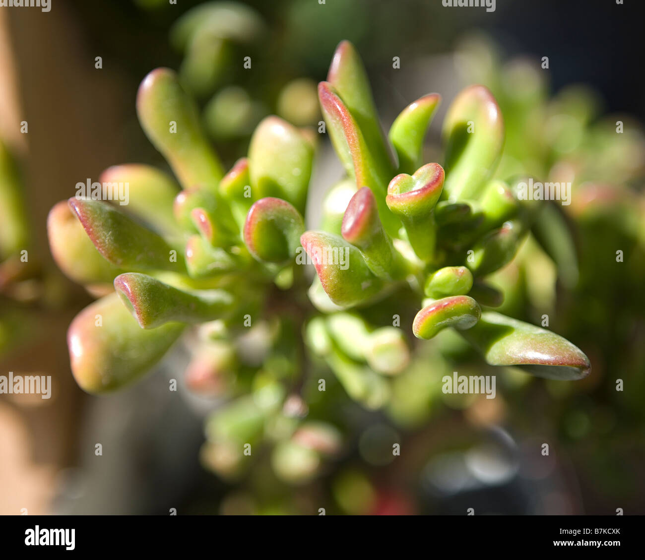 Cactus plant Jade Plant Friendship Tree (Cultivar 'Gollum' Stock Photo