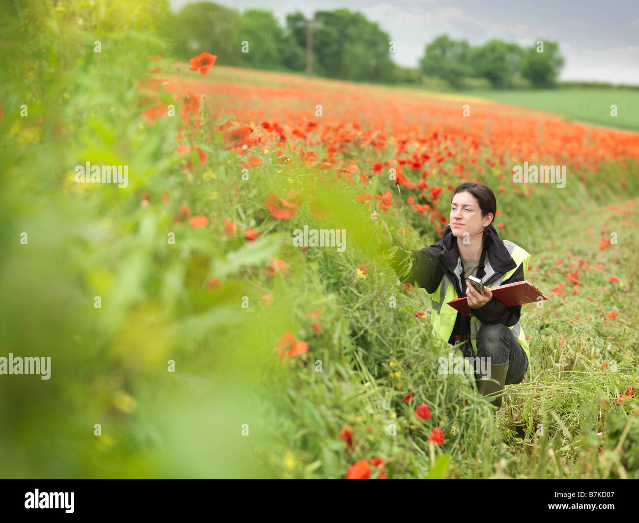 Female Ecologist In Poppy Field Stock Photo