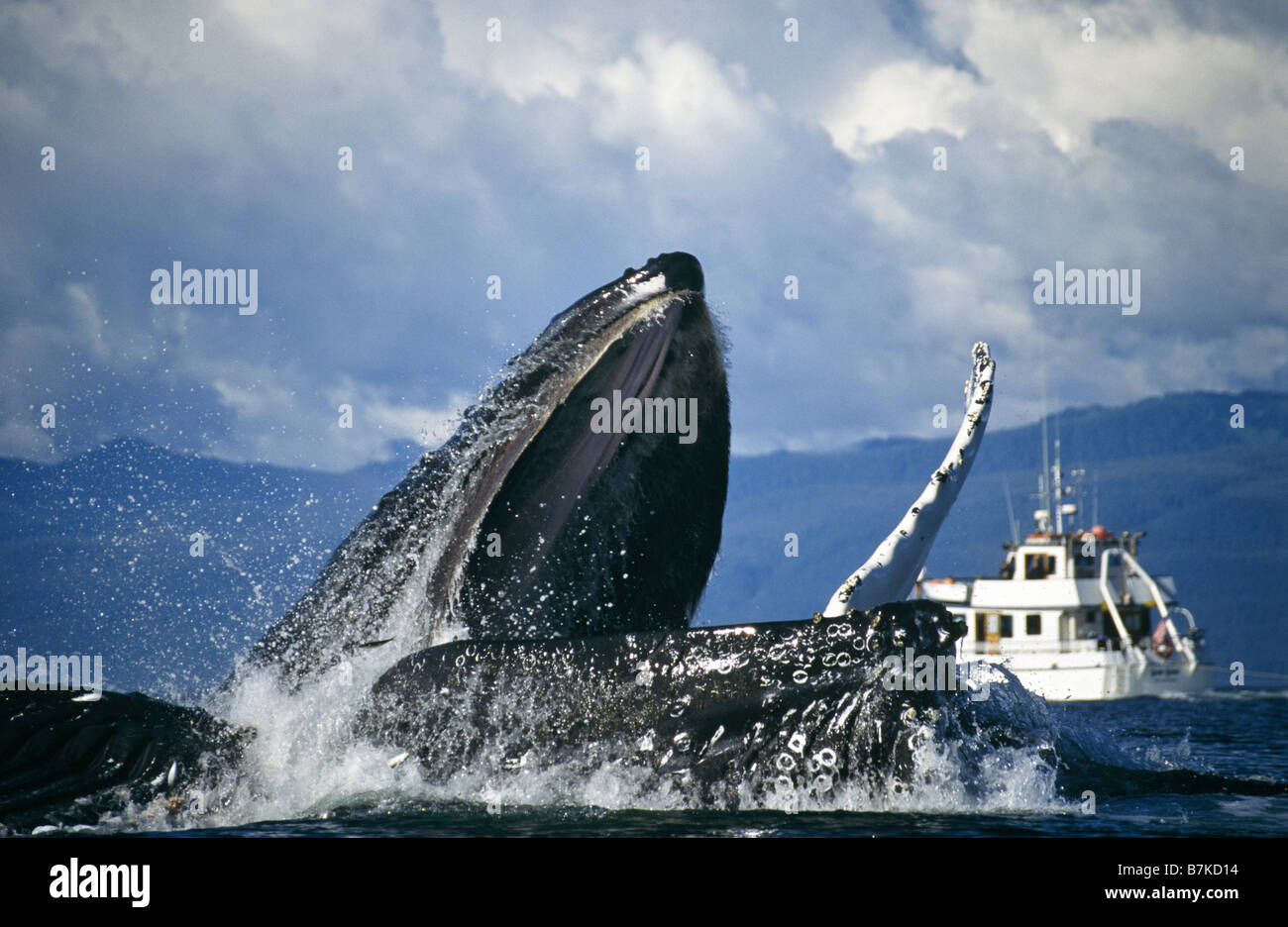 Humpback Whales bubblenet feeding, Chatham Straits, Southeast. Alaska Stock Photo