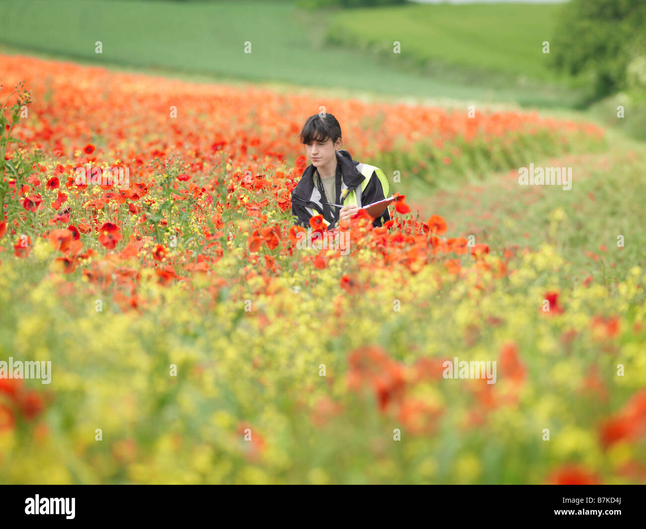 Female Ecologist In Poppy Field Stock Photo