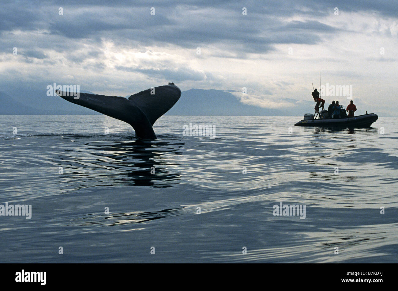 Humpback Whale sounding, watched by researchers, Alaska Stock Photo