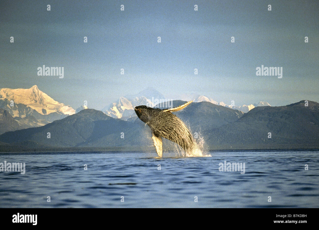 Humpback Whale breaching, Icy Straits, Southeast Alaska Stock Photo