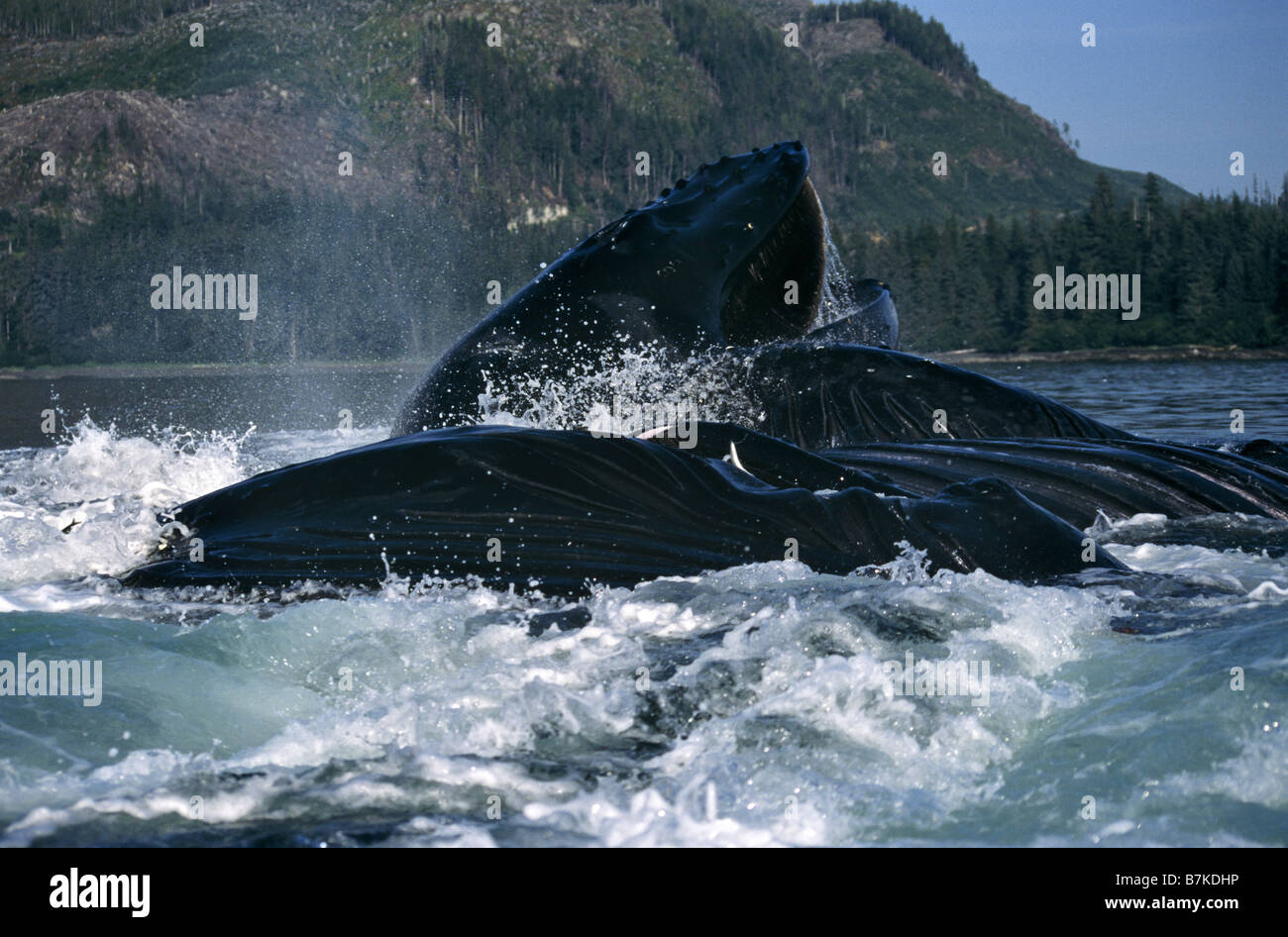 Humpback Whales lunge feeding, Frederick Sound, Southeast Alaska Stock Photo