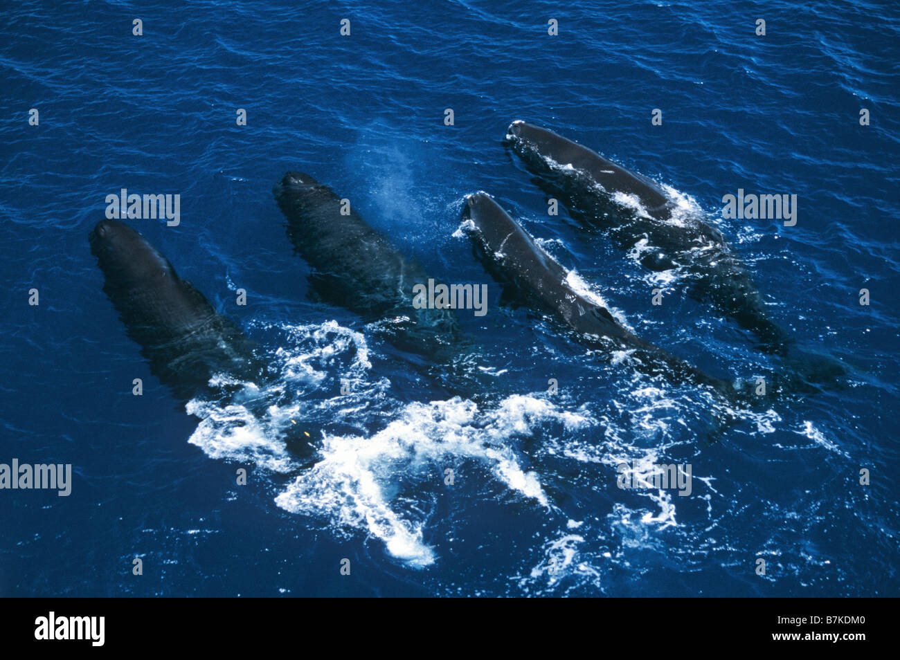 A pod of Sperm whales, Sri Lanka Stock Photo