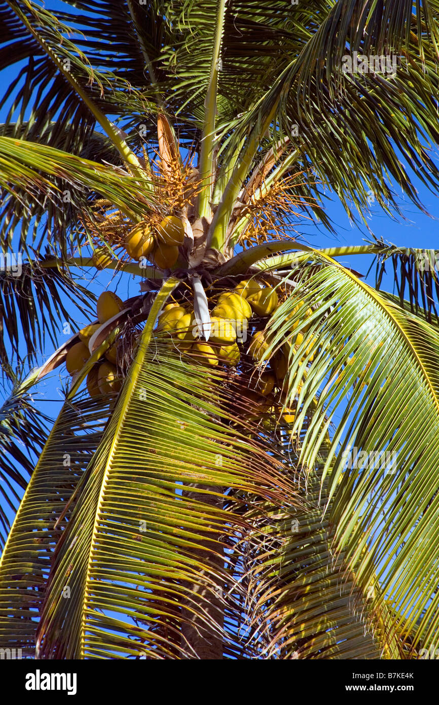 Close up of Coconuts ripening on a Palm tree Stock Photo