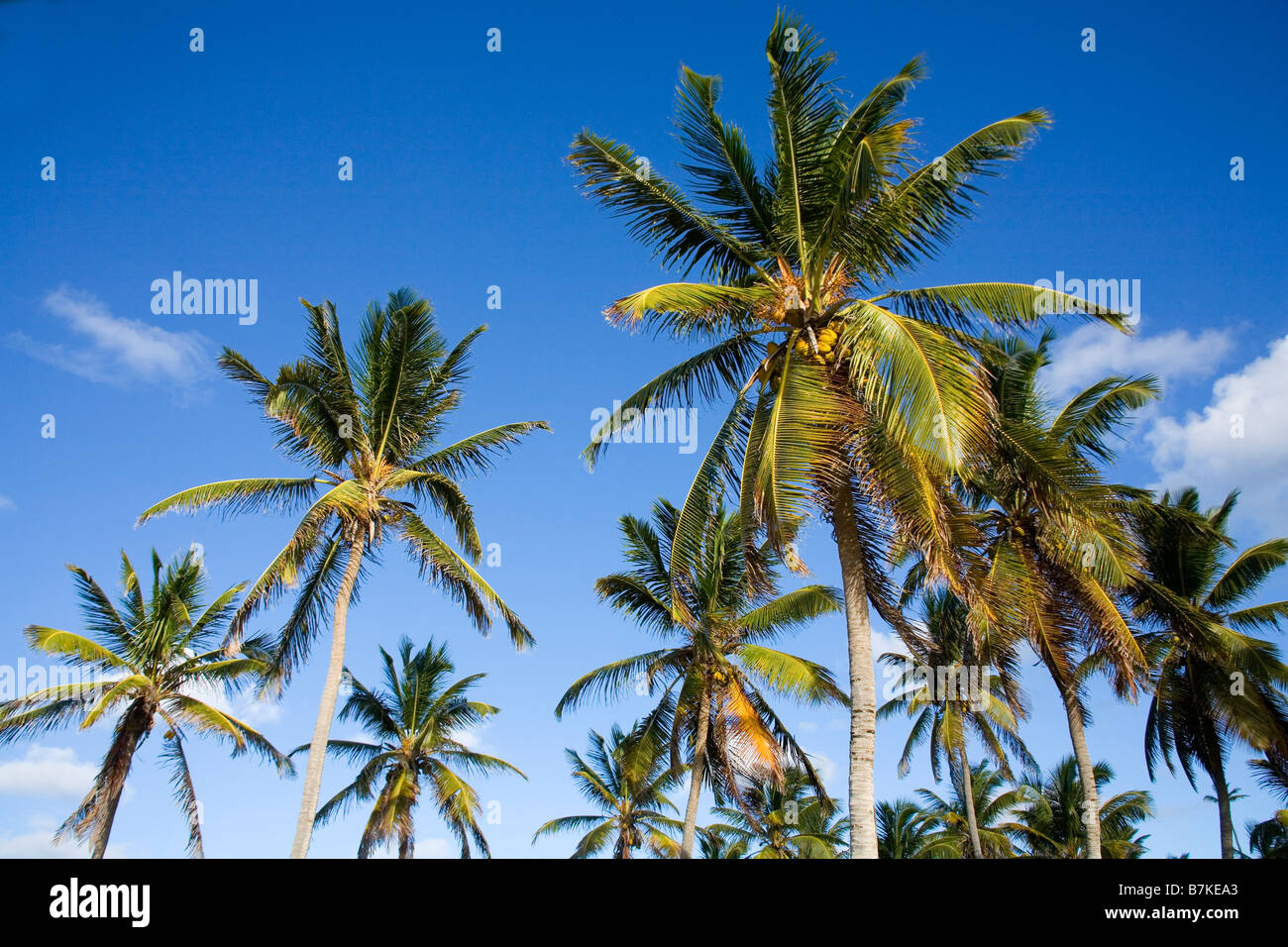 Coconut Palm Trees Stock Photo
