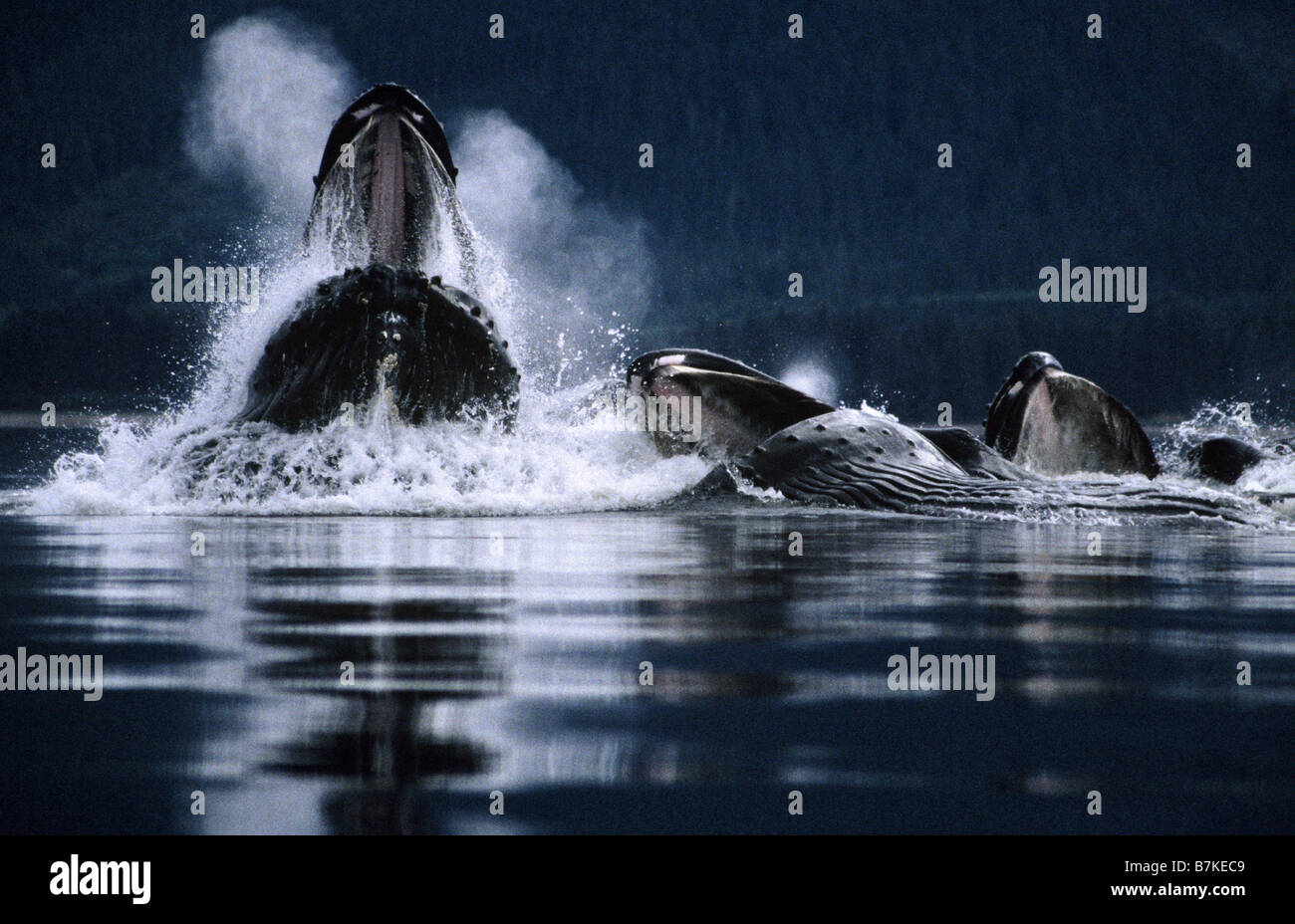 Humpback Whales bubblenet feeding,Tenakee Inlet, Southeast. Alaska Stock Photo