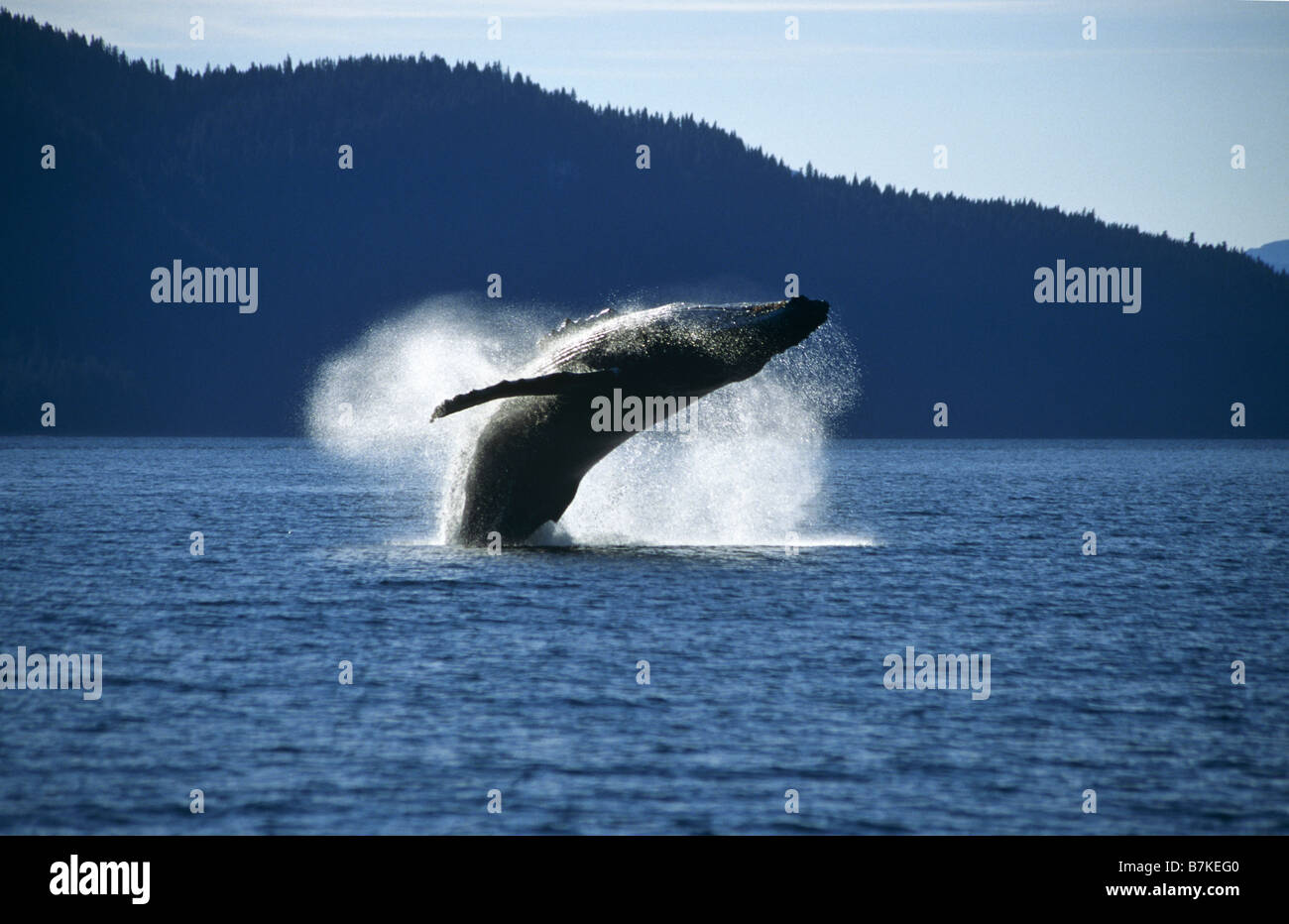 Humpback Whale breaching, Tenakee Inlet, Southeast. Alaska Stock Photo