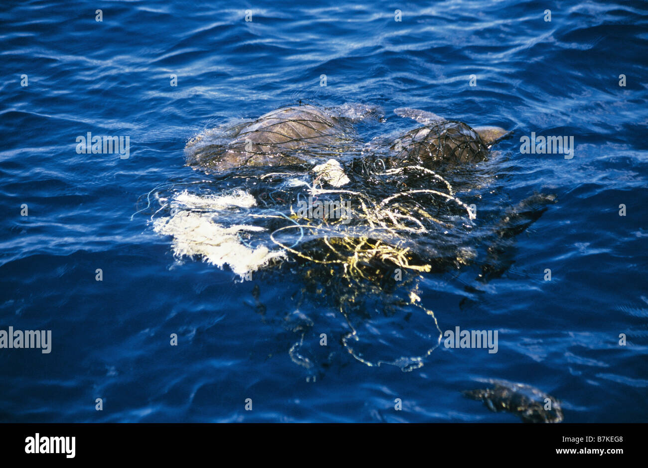 Two olive ridley sea turtles entangled in fishing net, off coast of Sri Lanka Stock Photo