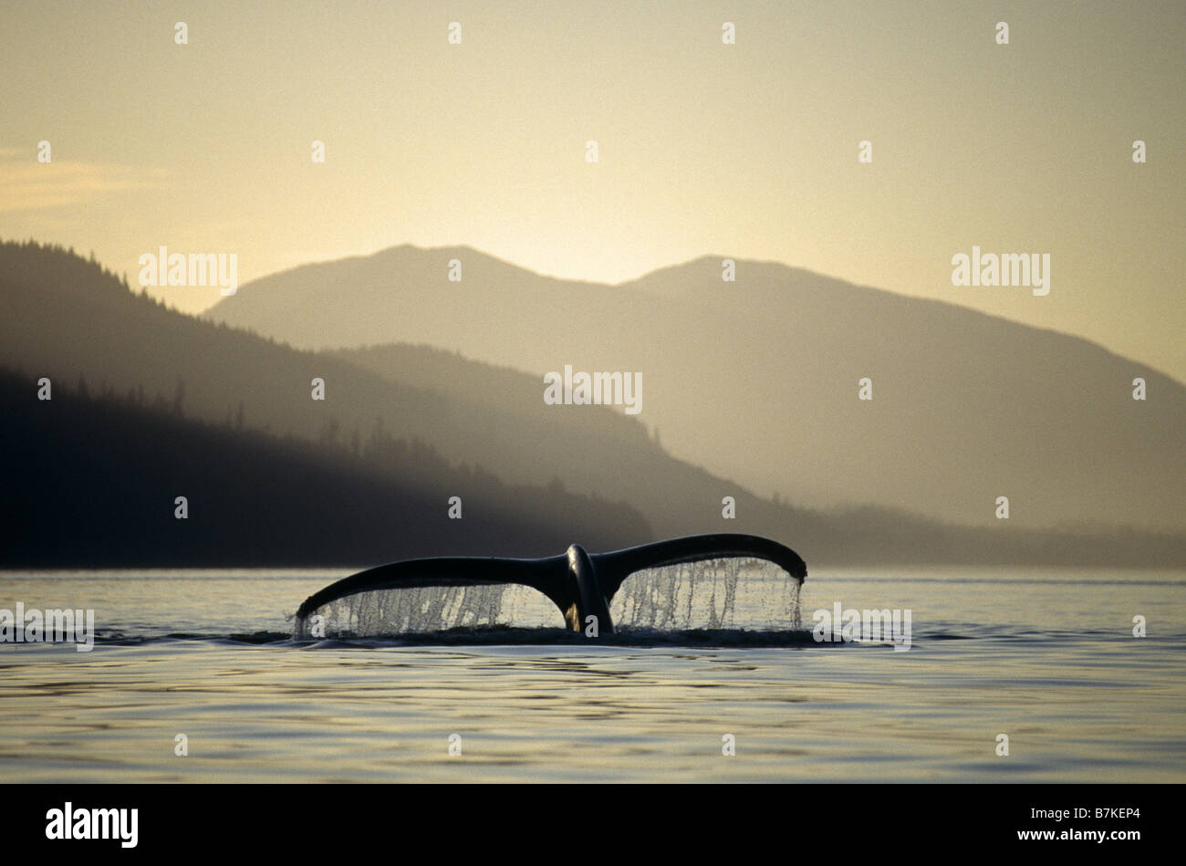Humpback Whale sounding, Chatham Straits, Southeast. Alaska Stock Photo