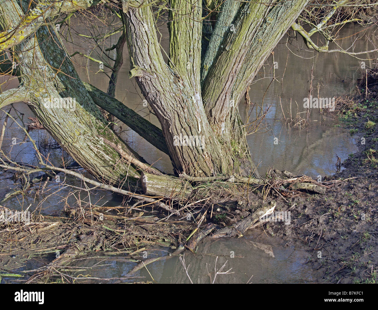 Tree stump in muddy water Stock Photo