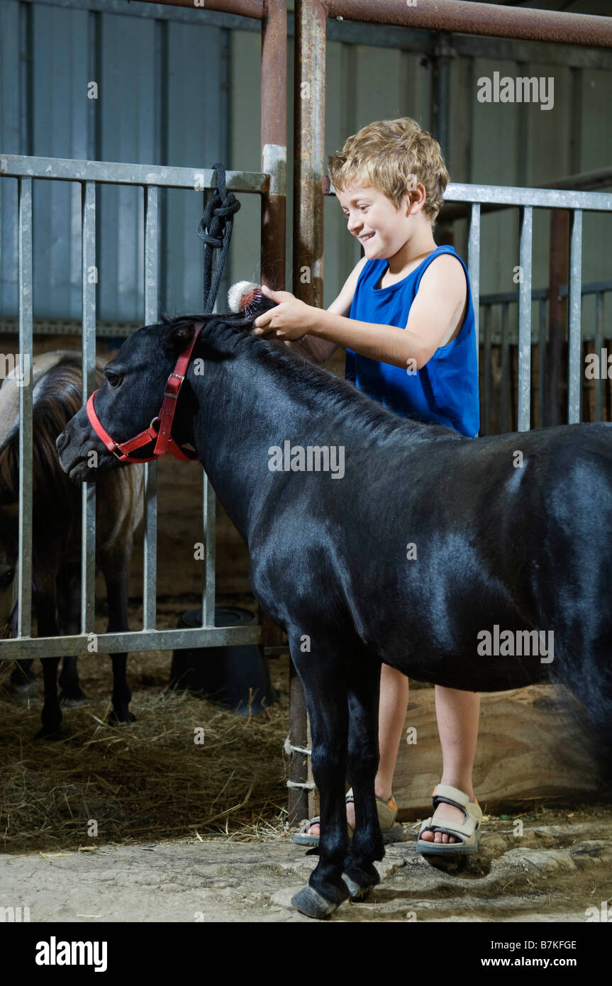Boy brushing miniature horse's mane Stock Photo Alamy