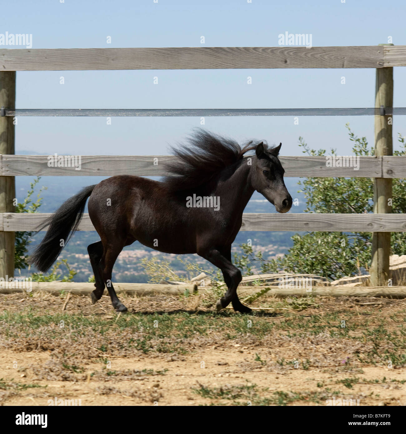 Miniature horse running Stock Photo Alamy