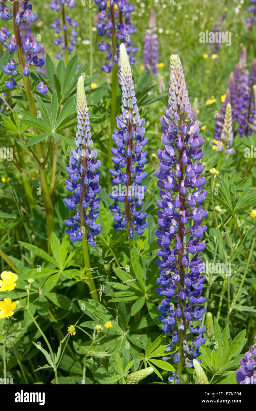 Kashmir, Gulmarg, Flowers Highland Park Hotel in Kashmir Stock Photo