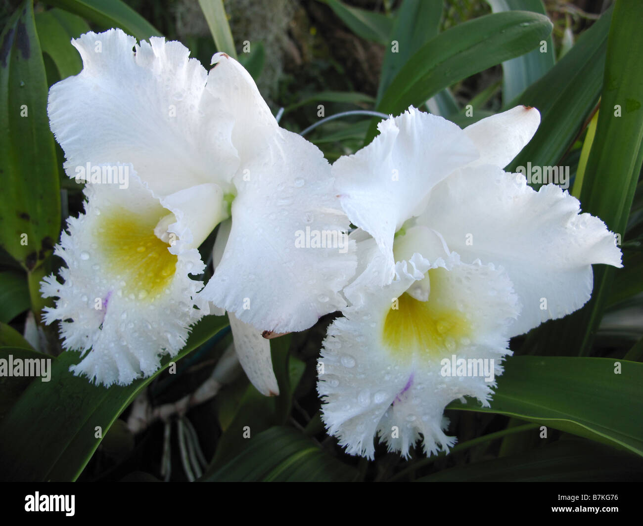Orchid Coelogyne Barbata Stock Photo