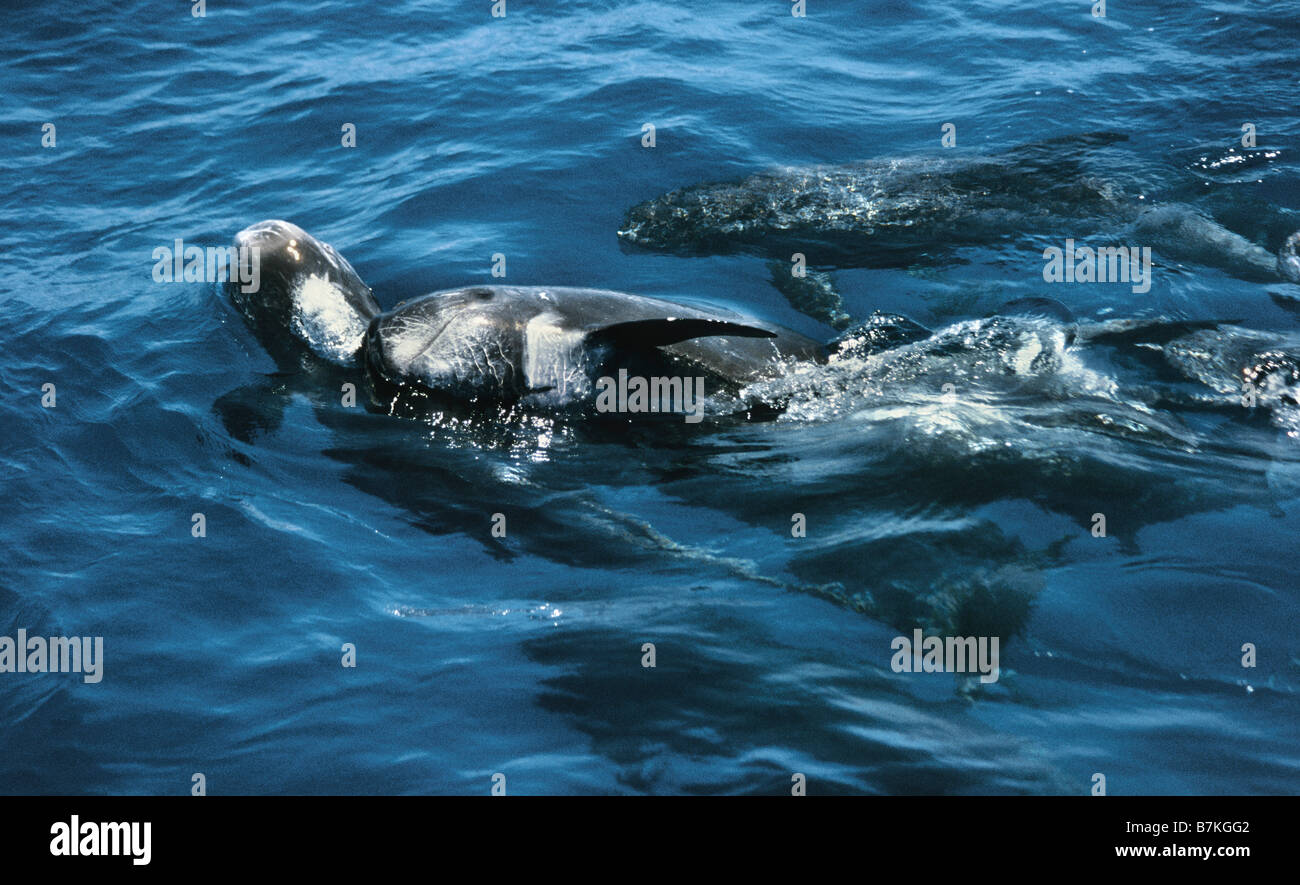 Male Risso's dolphins competing for a female, Sri Lanka Stock Photo
